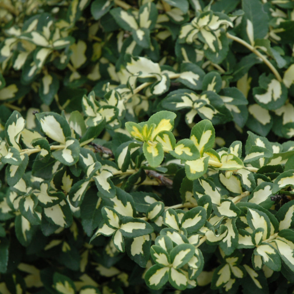 Euonymus fortunei 'Moonshadow'