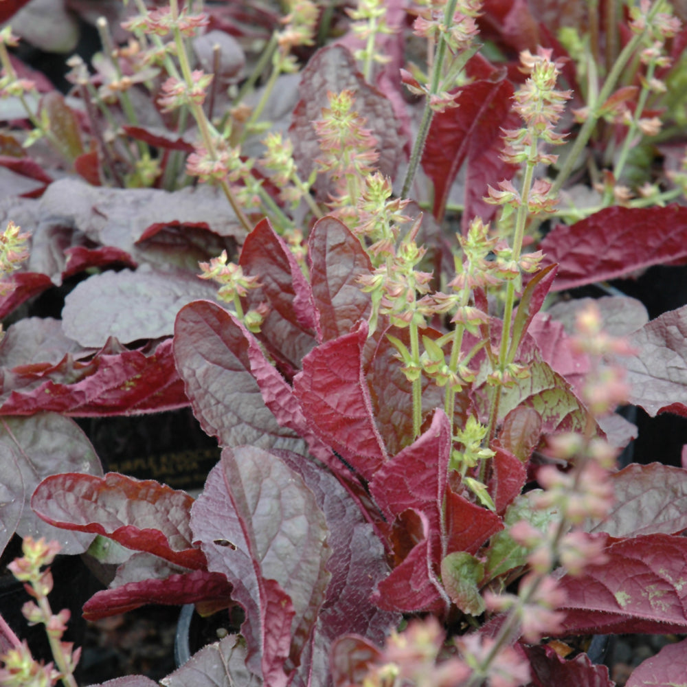 Salvia lyrata 'Purple Knockout'