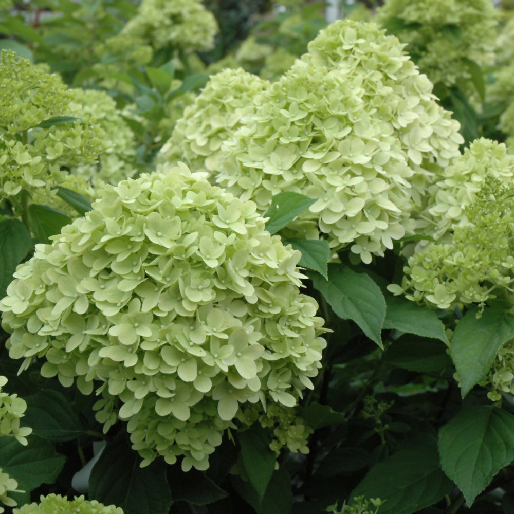 Limelight Prime® Hydrangea