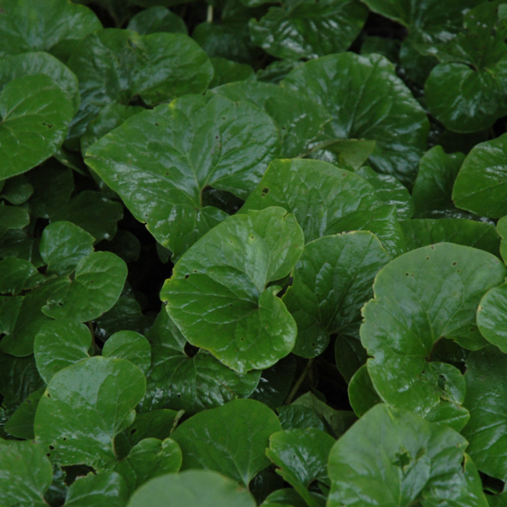 Canadian Wild Ginger