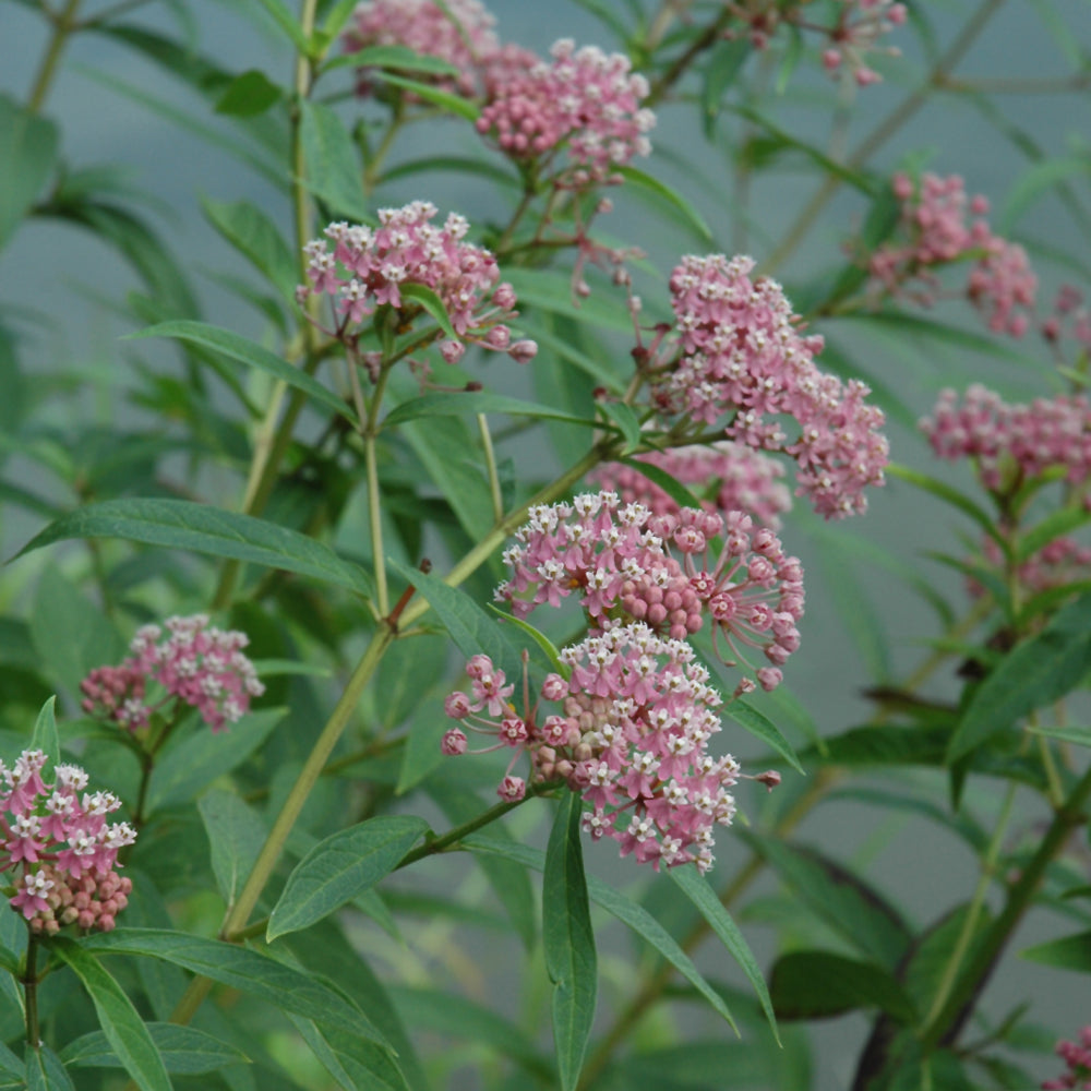 Swamp Milkweed