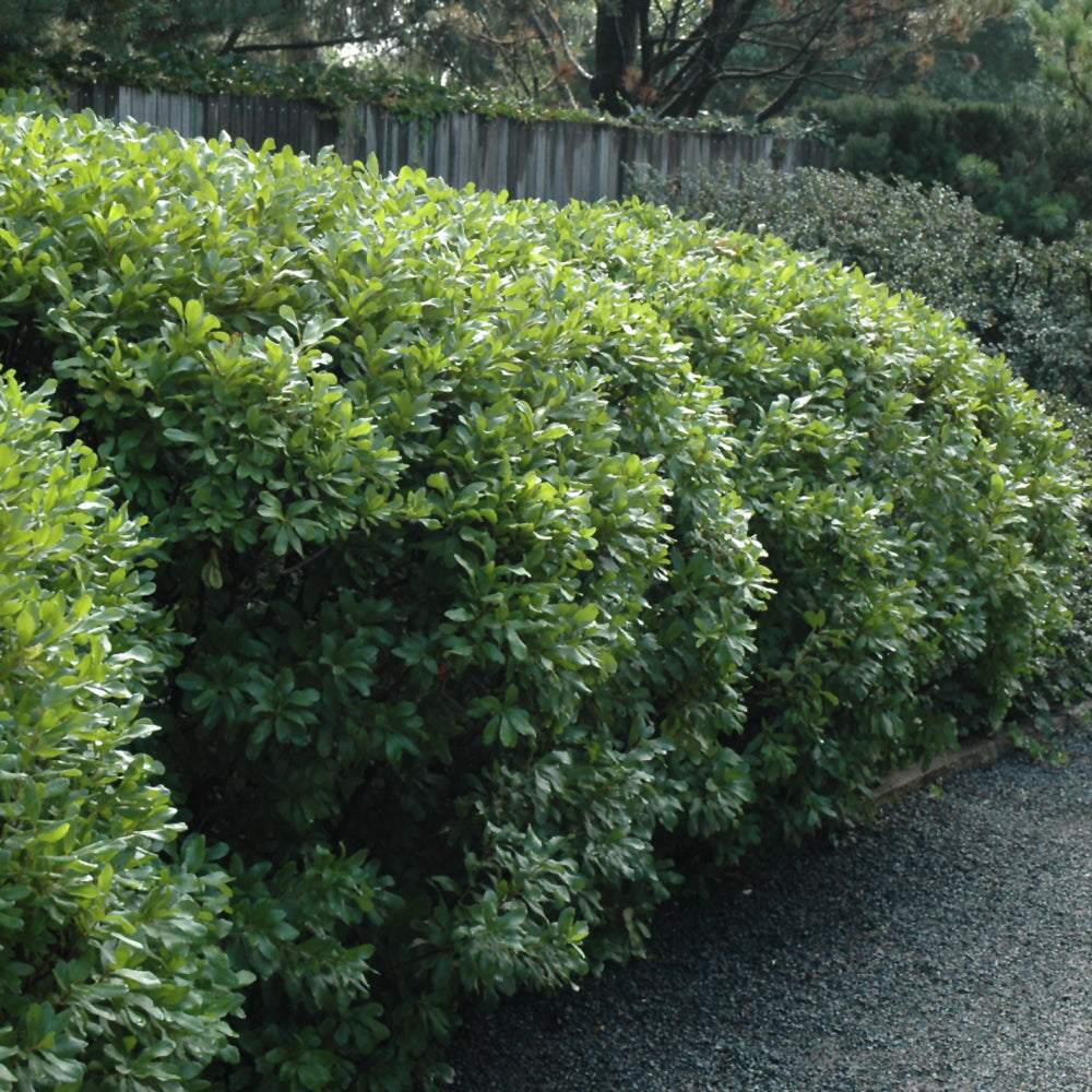 Myrica pensylvanica