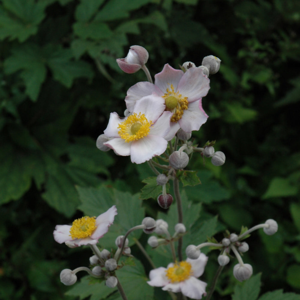 Anemone tomentosa 'Robustissima'