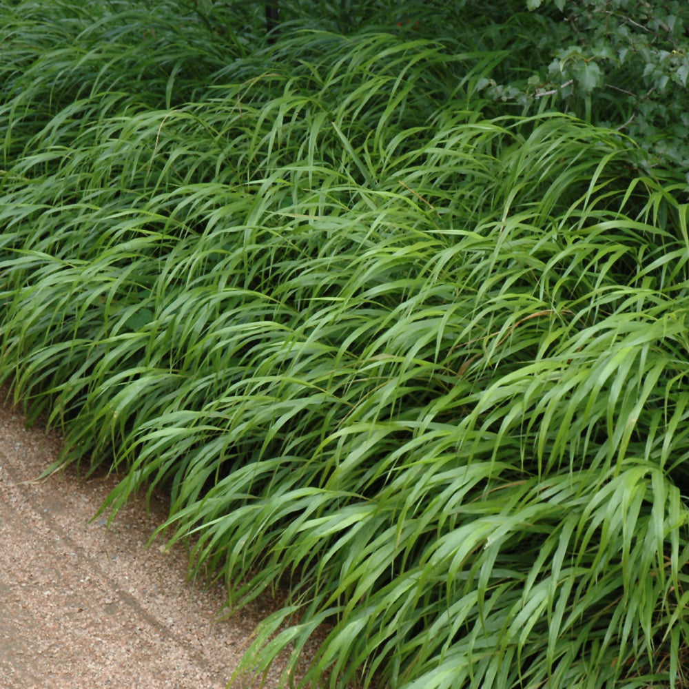 Hakonechloa macra