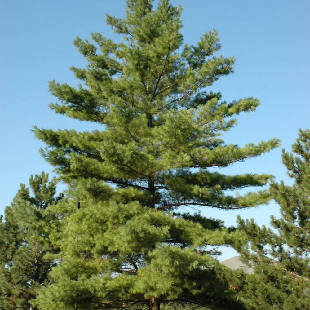 Pinus strobus