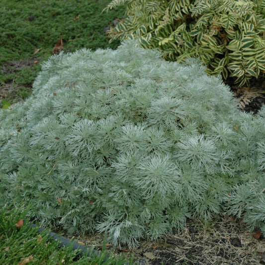 Artemisia schmidtiana 'Silver Mound'