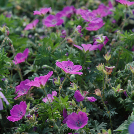 Geranium sanguineum 'Max Frei'