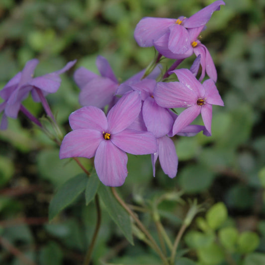 Phlox stolonifera 'Sherwood Purple'