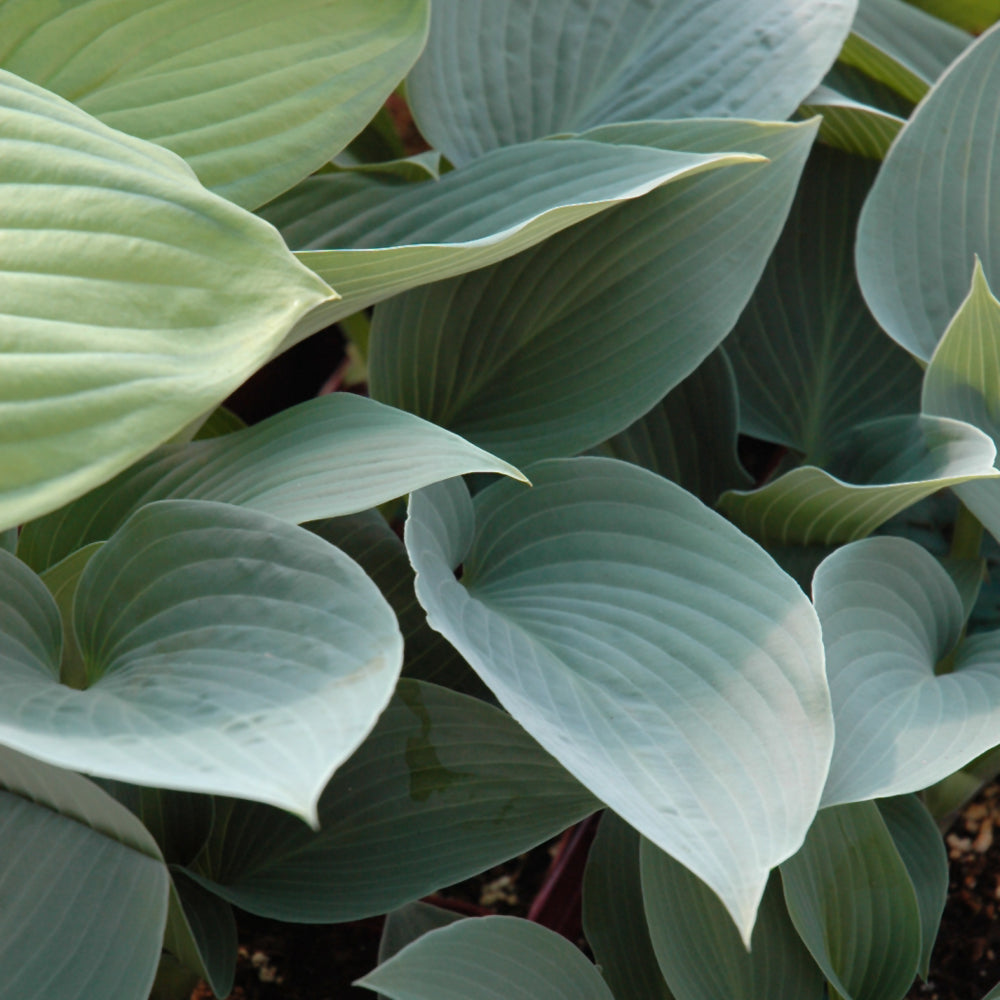 Halcyon Hosta