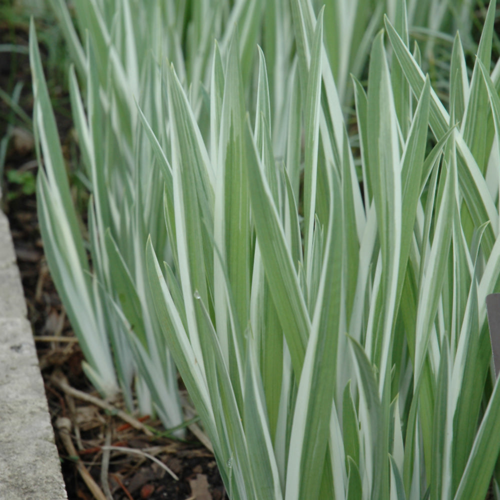 Iris ensata 'Variegata'