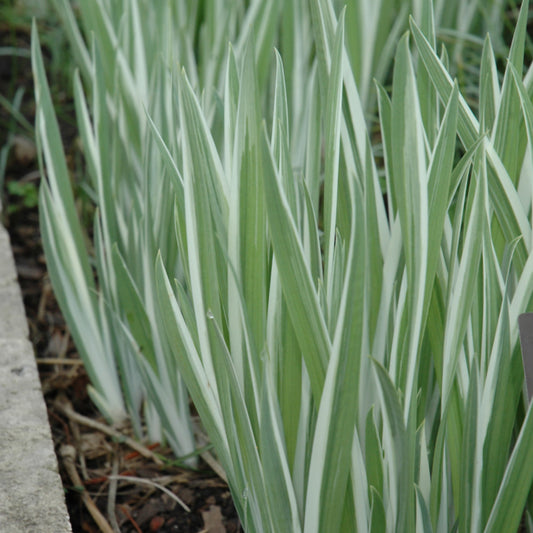 Iris ensata 'Variegata'