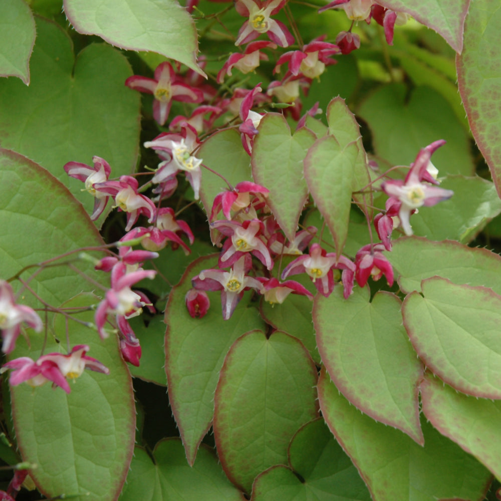 Epimedium x rubrum