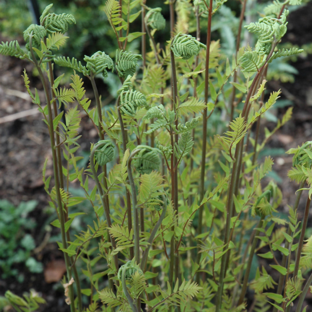 Dennstaedtia punctilobula