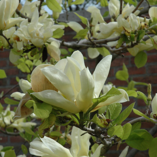 Magnolia 'Elizabeth'