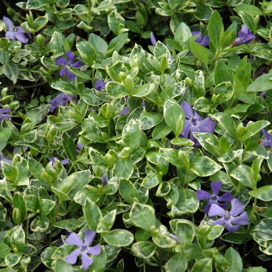 Vinca minor 'Ralph Shugert'