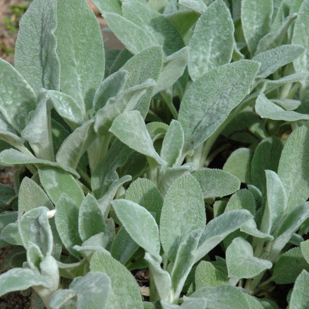 Stachys byzantina 'Helene Von Stein'