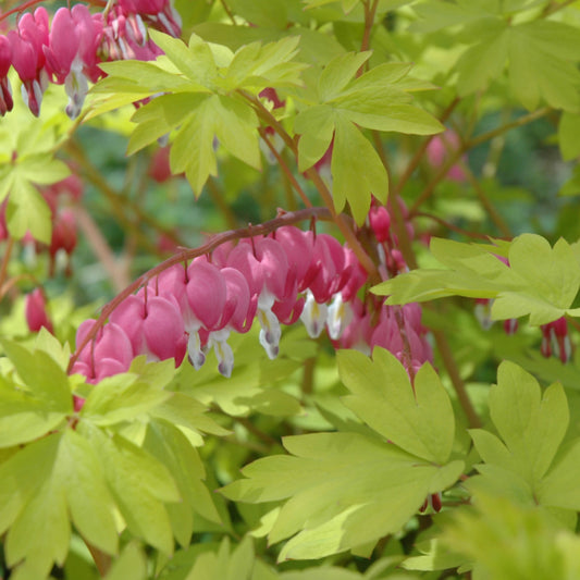 Dicentra spectabilis 'Gold Heart'