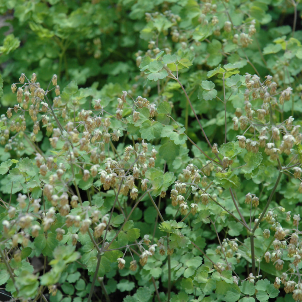 Thalictrum dioicum