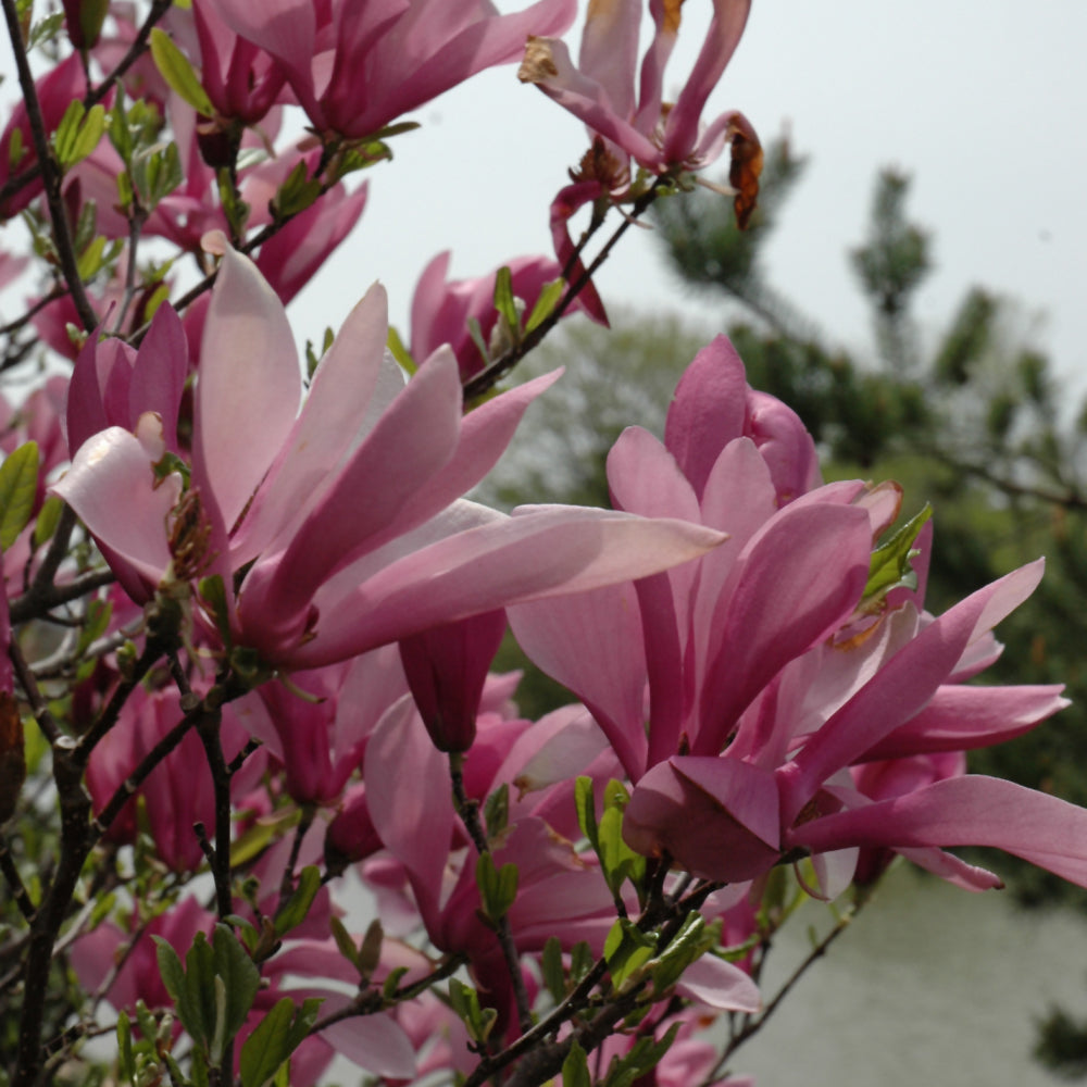 Magnolia 'Ann'