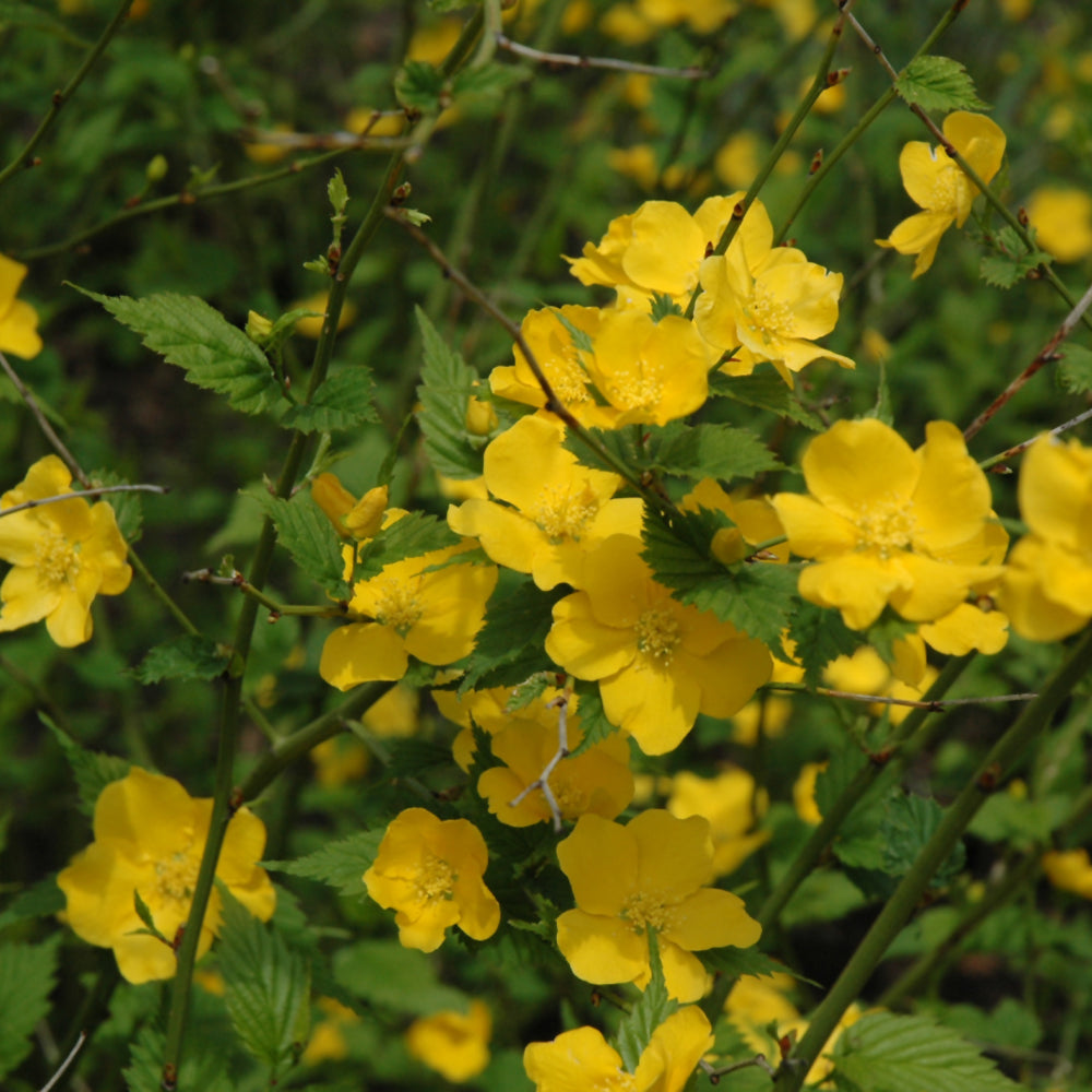 Kerria japonica