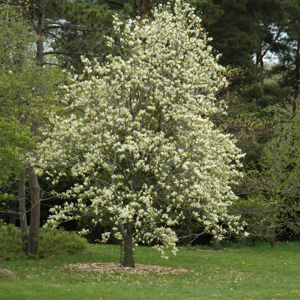 Elizabeth Magnolia