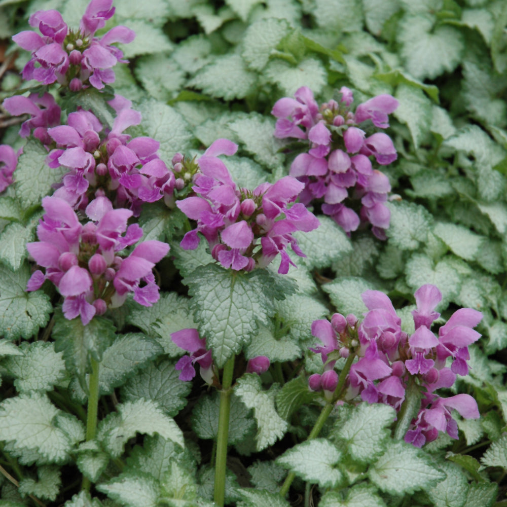 Lamium maculatum 'Orchid Frost'