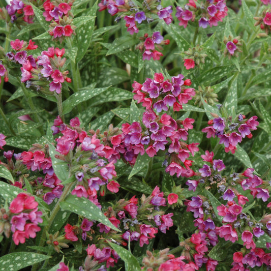 Pulmonaria 'Raspberry Splash'