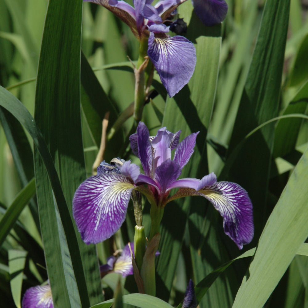 Iris sibirica