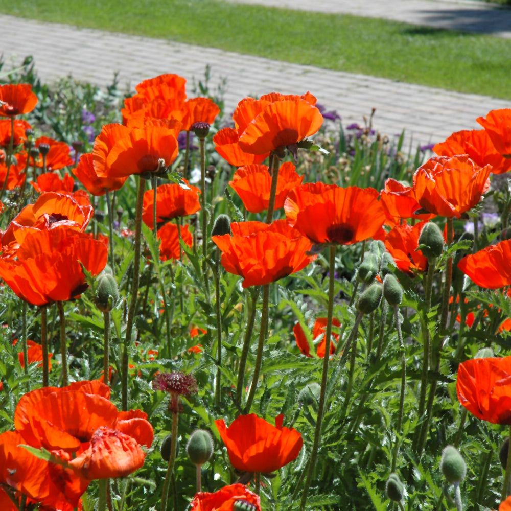Brilliant Poppy