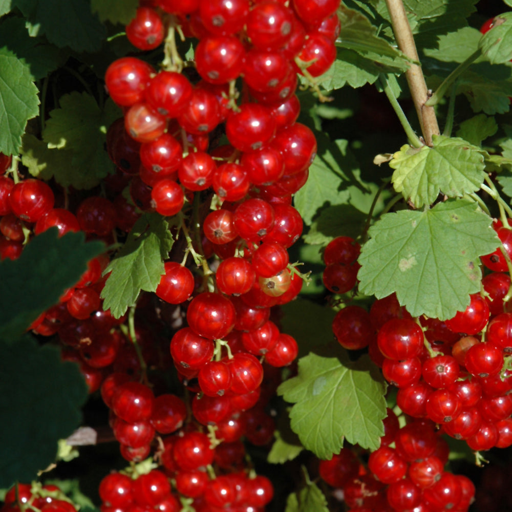 Ribes rubrum 'Red Lake'