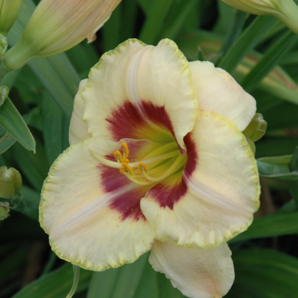 Hemerocallis 'Custard Candy'