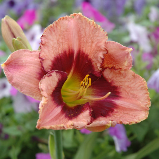 Hemerocallis 'Daring Deception'