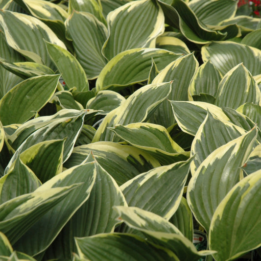 Hosta fortunei 'Aureomarginata'