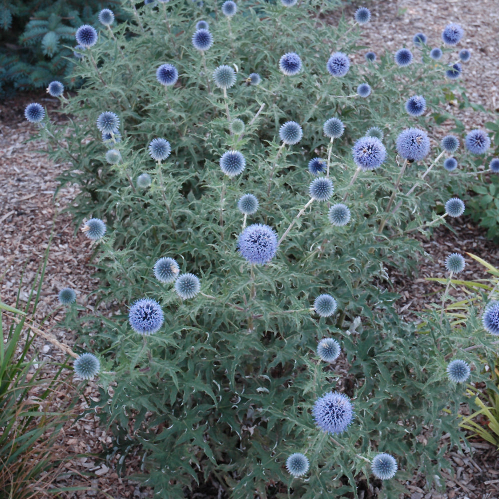 Blue Glow Globe Thistle