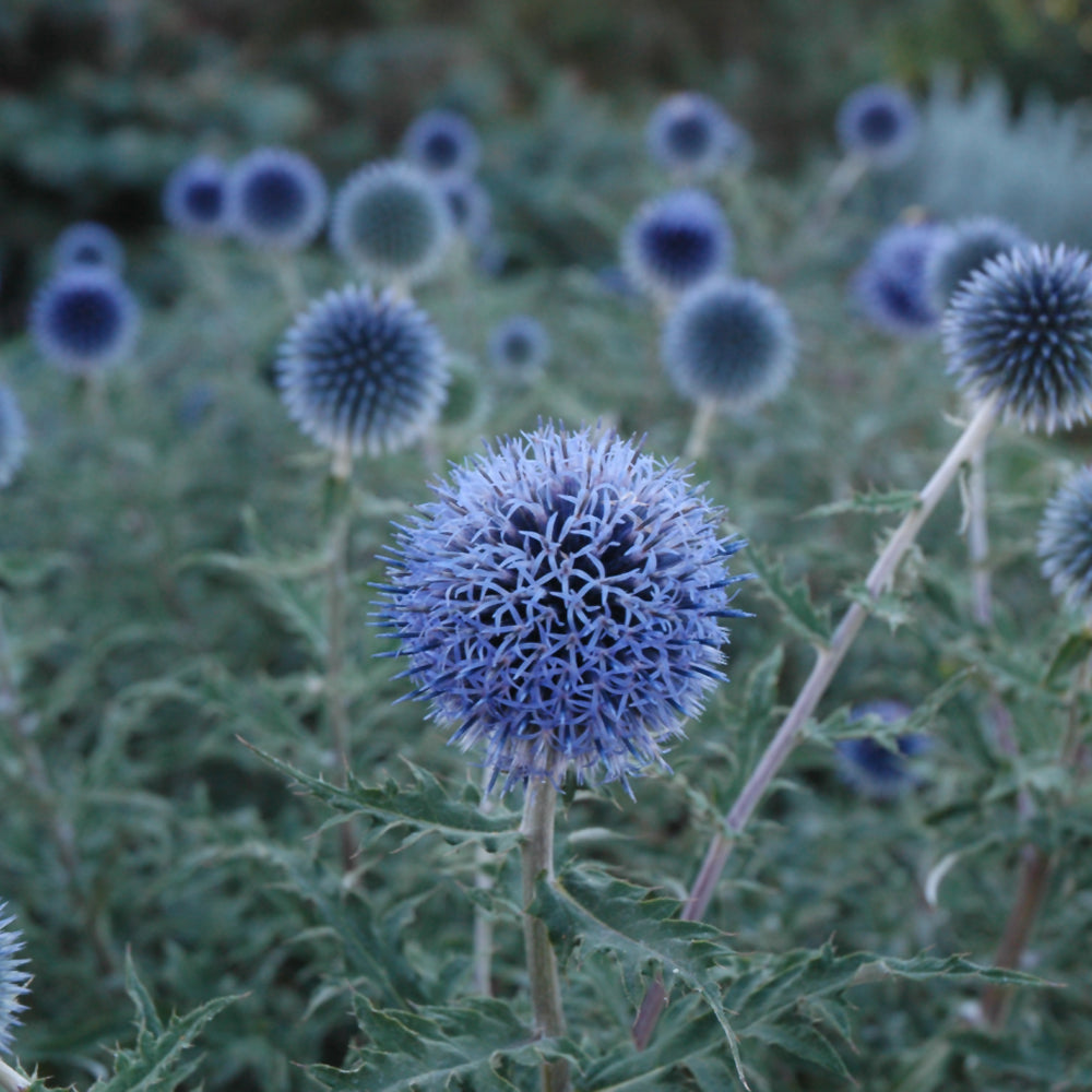 Echinops bannaticus 'Blue Glow'