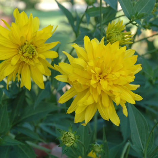 Rudbeckia laciniata 'Hortensia'