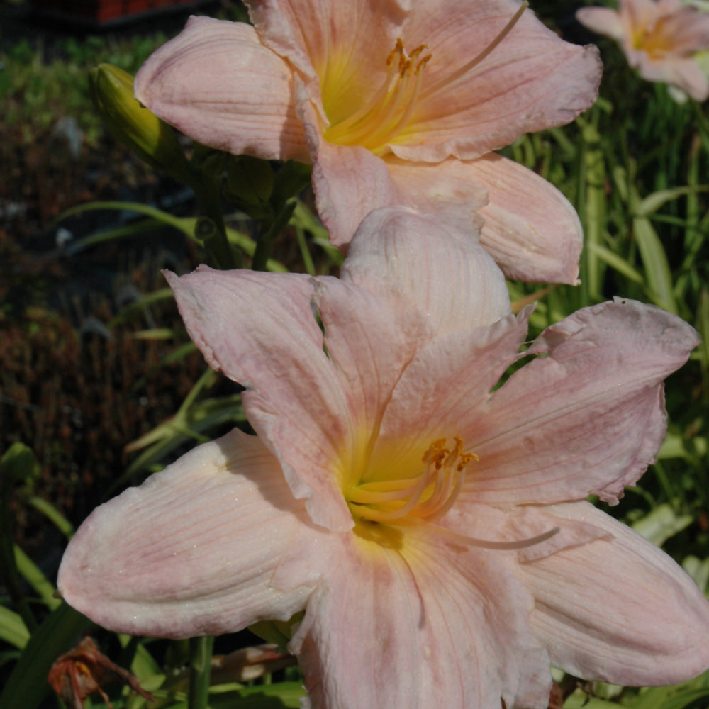 Hemerocallis 'Barbara Mitchell'