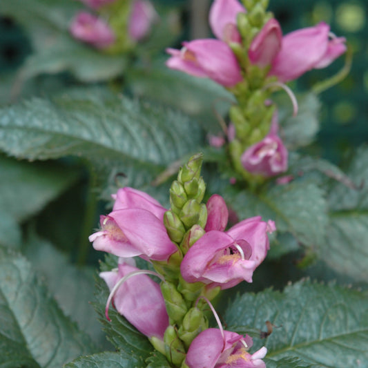 Chelone lyonii 'Hot Lips'