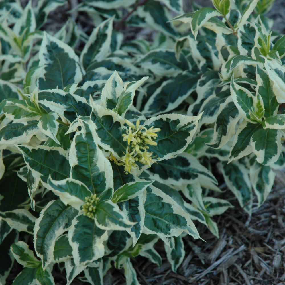 Diervilla sessilifolia 'LPDC Podaras'