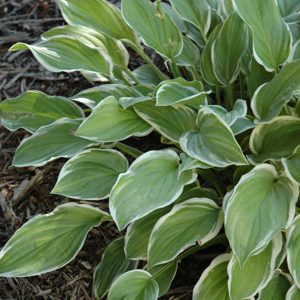 So Sweet Hosta