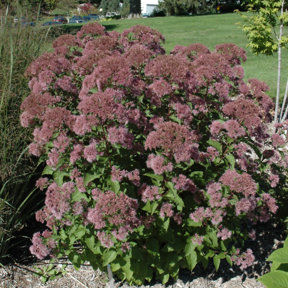 Eupatorium maculatum 'Little Joe'