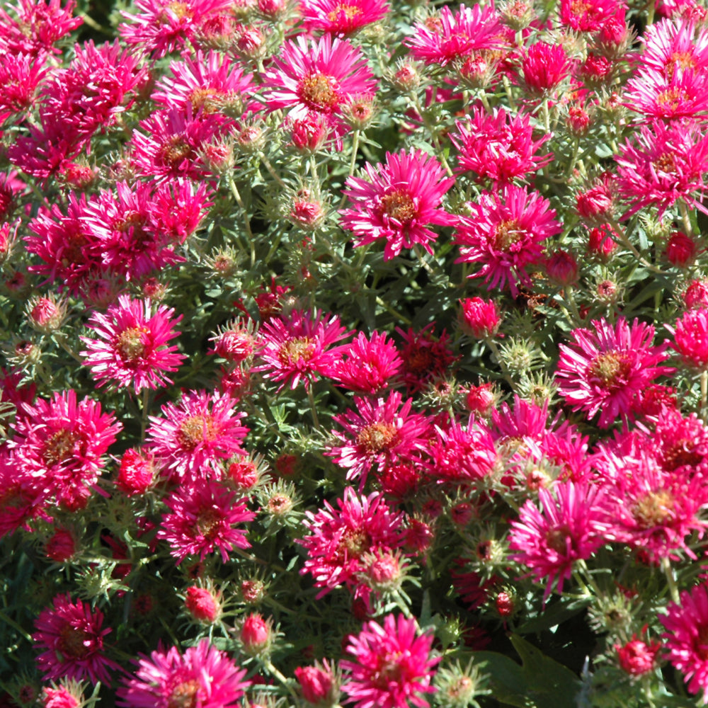 Symphyotrichum novae-angliae 'Andenken an Alma Potschke'