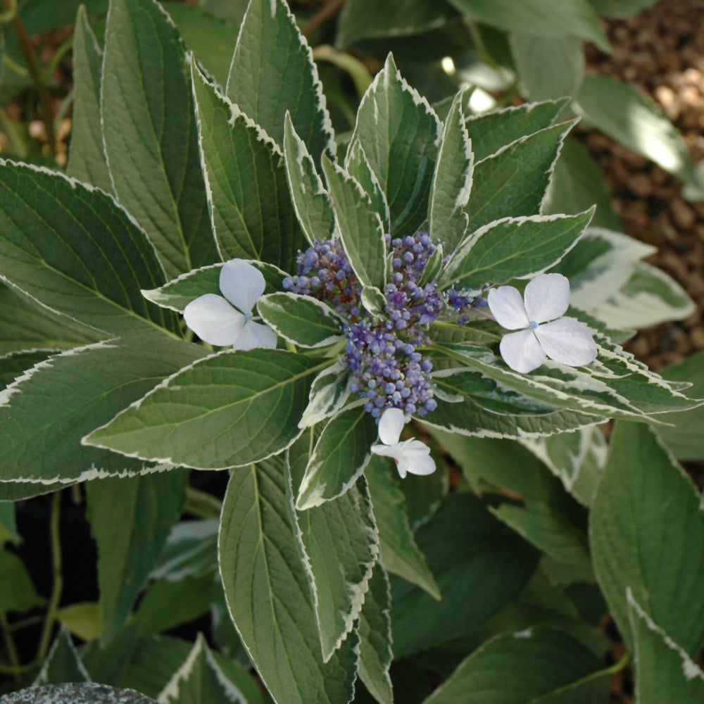 Hydrangea macrophylla 'Bailday'