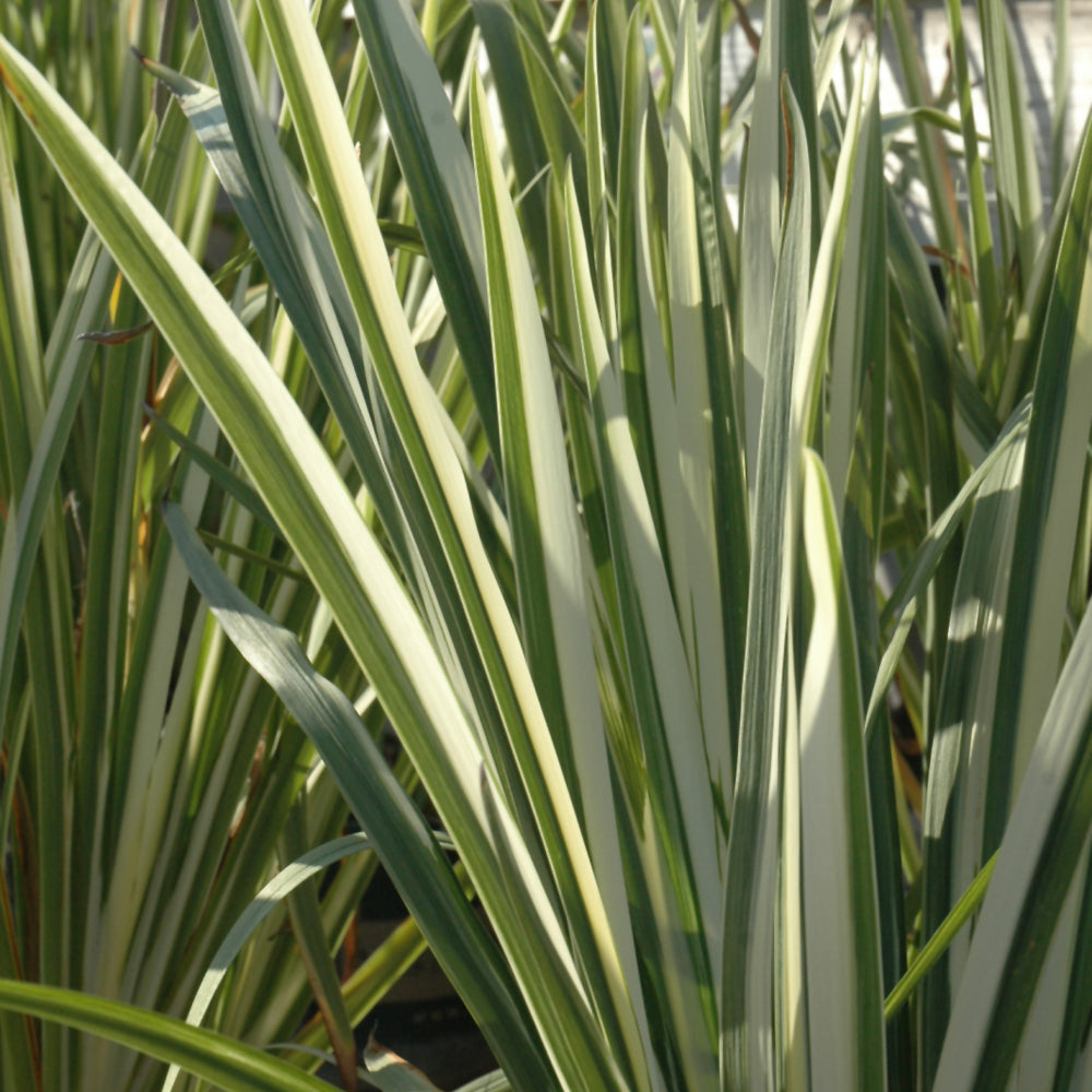 Variegated Japanese Flag Iris