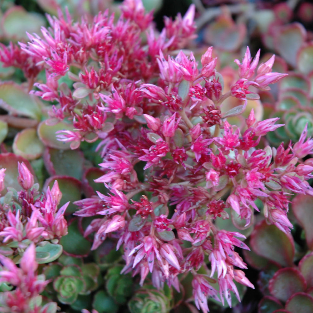 Fulda Glow Stonecrop