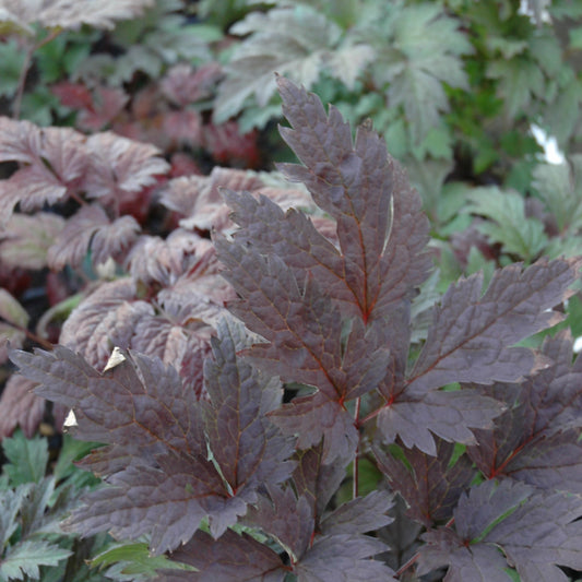 Cimicifuga racemosa 'Brunette'