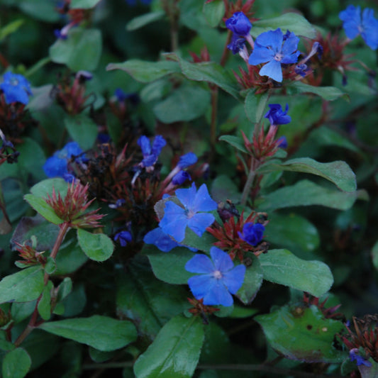 Ceratostigma plumbaginoides