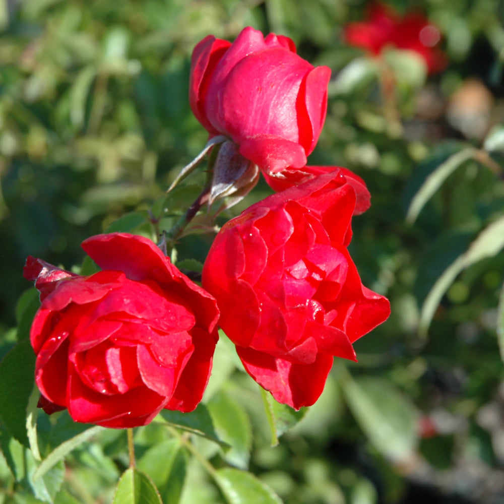 Rosa 'Flower Carpet Scarlet'