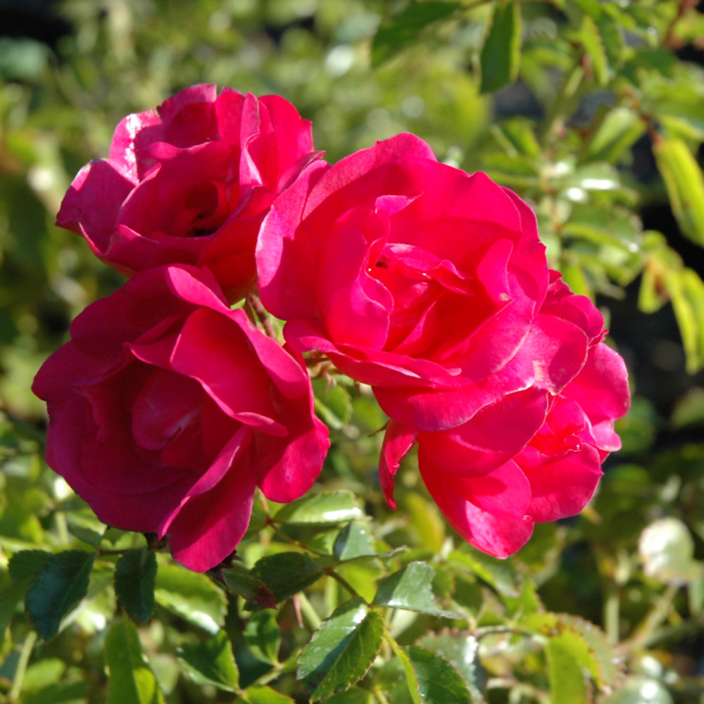 Rosa 'Flower Carpet Pink'