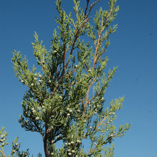 Juniperus chinensis 'Hetz Columnar'